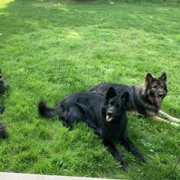 Shiloh Shepherd Puppies from Solace Shilohs