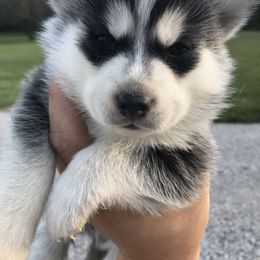 Pomsky Puppies from Pine Haven Puppies