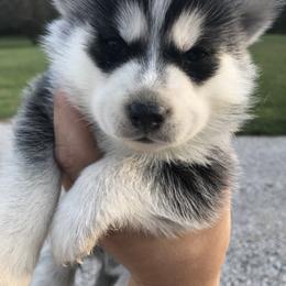 Pomsky Puppies from Pine Haven Puppies