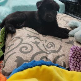 Thanos Purple Collar - Black German Shepherd puppy in Bartlett, Tennessee from Vigilant Shepherds