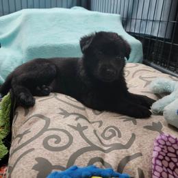 Thanos Purple Collar - Black German Shepherd puppy in Bartlett, Tennessee from Vigilant Shepherds