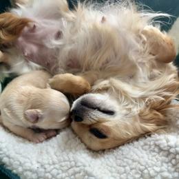 Chihuahua Puppies from Wild Mountain Chihuahuas