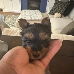 Leo red collar - Black and tan male Yorkshire Terrier puppy in Selden, New York from Alisha's Yorkshire Terriers