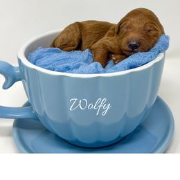 Wolfy - Red  male Goldendoodle puppy in State Road, North Carolina from Must Love Doodles