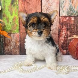 ( Small) Nala 4000 - Black tan and white female Biewer Terrier puppy in Douglas, Georgia from South Georgia Yorkies and Biewers