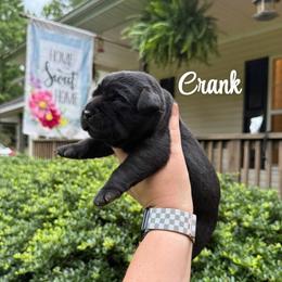Crank - Black male Labrador Retriever puppy in Lenoir, North Carolina from Wooten Retrievers