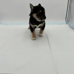 Shiba Inu Puppies from NJ Shiba Baby