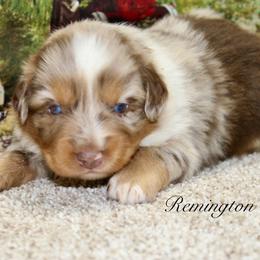 Remington - Red merle male Miniature Australian Shepherd puppy in Ronan, Montana from Dirt Road Aussie’s of Montana