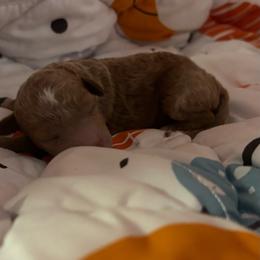 Pascal - Red  male Goldendoodle puppy in Lillington, North Carolina from Peace, Love, and Puppies at the Creek