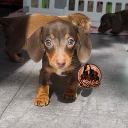 Mini mouse - Chocolate and tan female Dachshund puppy in Liberty, Texas from Mini Chocolate Factory