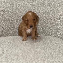 Rowan - Red  male Goldendoodle puppy in Layton, Utah from Gracious Doodle Dogs
