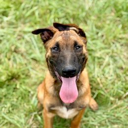 Enzo - Fawn sable male Belgian Malinois puppy in Briggs, Texas from Madhouse’s Belgian Malinois and German Shepherds
