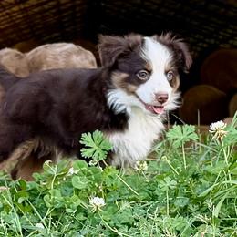 George - male Toy Australian Shepherd puppy in College Station, Texas from South Paw Toy Aussies