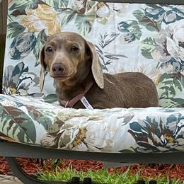 Chromie - Dachshund