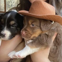 Australian Shepherds from Jessica Stapp