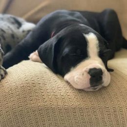 Great Danes from Kelly Bennett's Great Danes