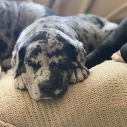 Great Danes from Kelly Bennett's Great Danes
