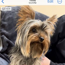 Coco - Yorkshire Terrier