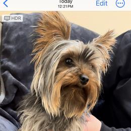 Coco - Yorkshire Terrier