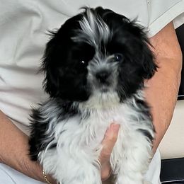 Joey - Brindle and white male Shih Tzu puppy in Stockton, Missouri from James and Denise's Shih Tzus