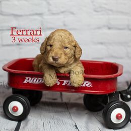 Ferrari (Red Collar) - Red  male Goldendoodle puppy in Corona, California from Fluffy Puppy Mini Doodles LLC