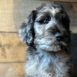 Fred - Aussiedoodle puppy from Oldtown Doodles