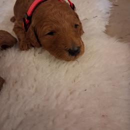 Orange collar boy - Red  male Poodle puppy in Hogansville, Georgia from Grace Colt Farms