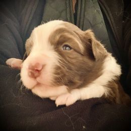 Border Collie Puppies from Beloved Border Collies