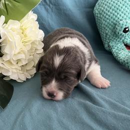 Girl 2 Bluie - Blue female Pembroke Welsh Corgi puppy in Moundville, Alabama from Cartee Corgis - Debi Cartee Mills