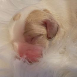 Brother Blenhiem - Blenheim Cavalier King Charles Spaniel puppy in Castorland, New York from Faithful Friends Cavaliers