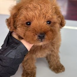 Cheese - Red male Maltipoo puppy in San Diego, California from Maltipoos SD
