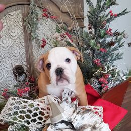 Bulldog puppies from Hermy's Bulldogs