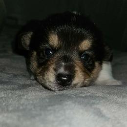 Half Baked - Black and white female American Corgi puppy in Waltham, Maine from Downeast Corgis