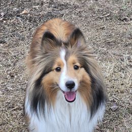 Whiskey Rose - Shetland Sheepdog