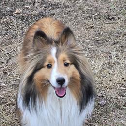 Whiskey Rose - Shetland Sheepdog