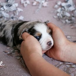 Australian Shepherd, Miniature American Shepherd, Miniature Australian Shepherd, and Toy Australian Shepherd Puppies from Painted Blue Aussies