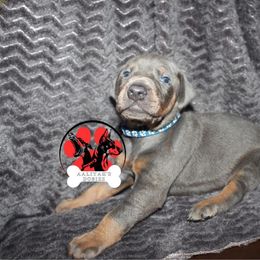 Doberman Pinscher Puppies from Aaliyah’s Dobies