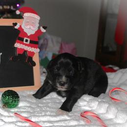 Ivy - Black & white female Australian Shepherd puppy in Mocksville, North Carolina from Trailblazing Aussies