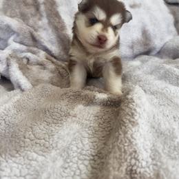 Pinto - Red and white male Pomsky puppy in Orange County, California from Pomsky Playpen