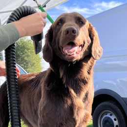 Flat-Coated Retrievers from Darkwater Flatcoats