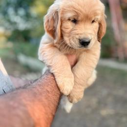 Golden Retriever Puppies from Rose n’ Thistle Farm
