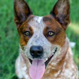 Australian Cattle Dogs from Hangin R Kennels