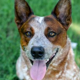 Australian Cattle Dogs from Hangin R Kennels