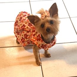 Yorkshire Terrier All Grown Up from Mimi’s AKC Yorkies