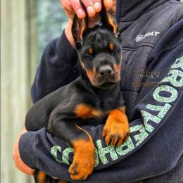 Boy 3 - Black and rust male Doberman Pinscher puppy in China Township, Michigan from Snell's Superior Kennel Dobermann & GSP