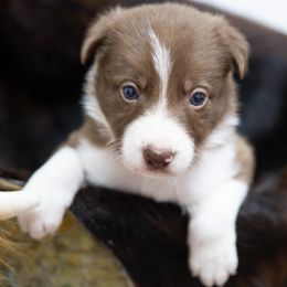 Girl 3 - White and red female Border Collie puppy in Shelbyville, Tennessee from C Horns Ranch Border Collies