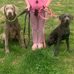 Dilute Retrievers from Integrated K9