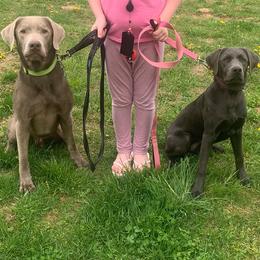 Dilute Retrievers from Integrated K9