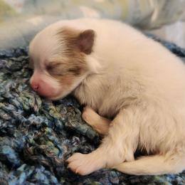 Lucky - 3,500 dollars - Chocolate merle male Pomeranian puppy in Amelia, Ohio from Boujee Puff Poms