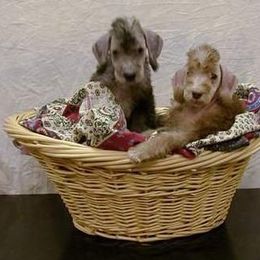  Puppies from Patchwork